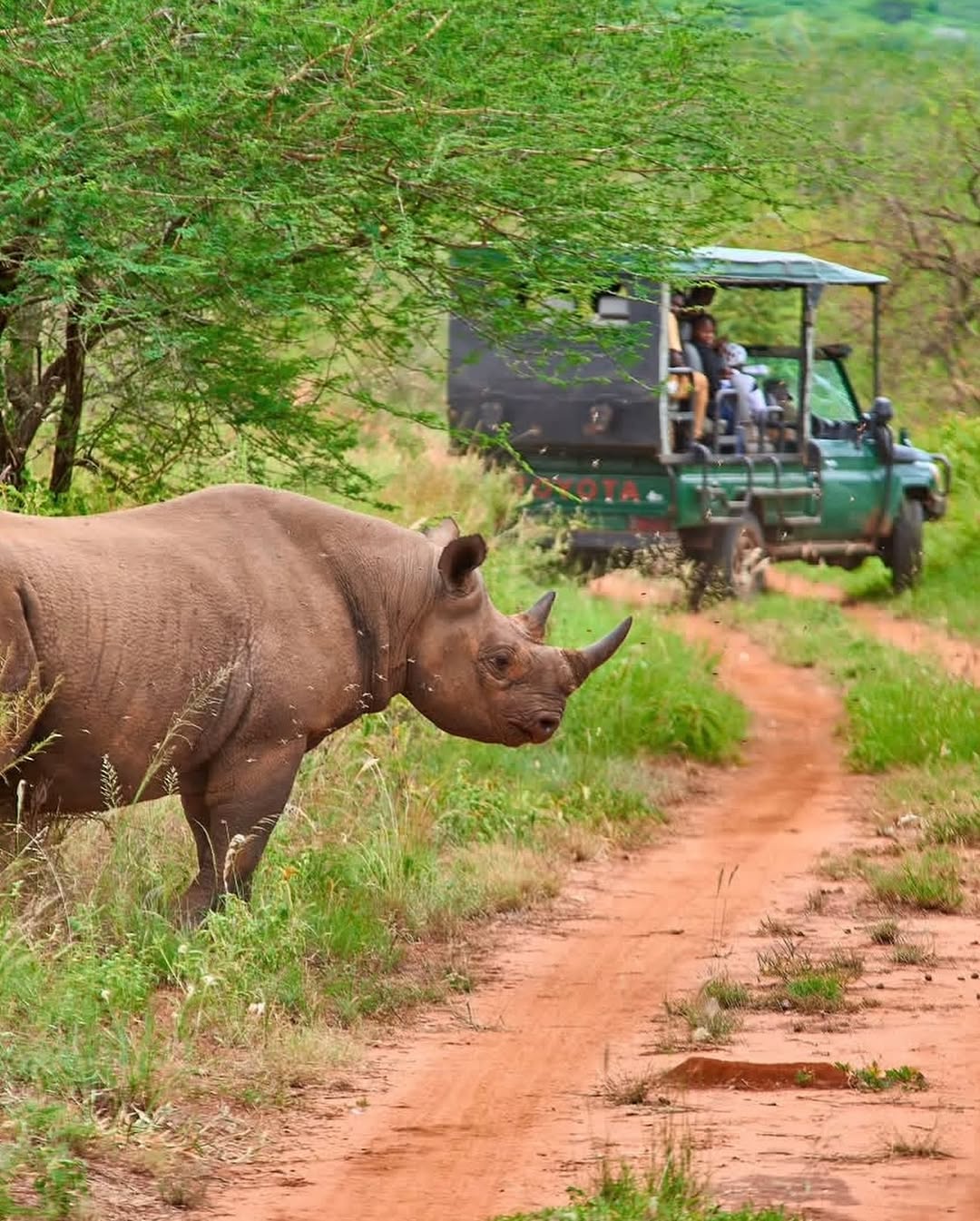 Mkomazi Rhinos